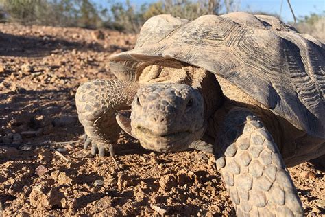 ‘Mojave Max’ tortoise emerges in Vegas; latest since 2000
